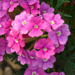 Verbena Vera Pink